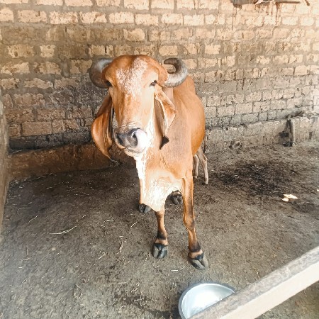 ગાય વેચવાની છે