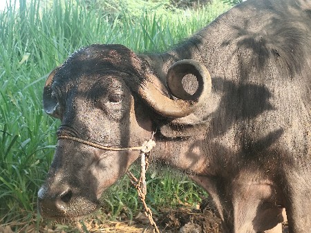 ભેસ વેચવાની છે..................