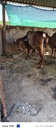 ગીર ગાય વેચવાની છે