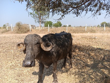 ખડાઈ વેચવાની છે