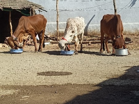 3 gir હોડકી વેસવાની સે