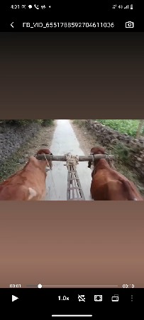 ગોઢલા  વેચવાનું  છે