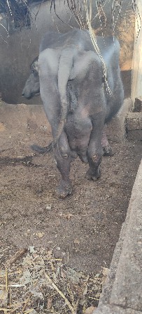 ભેંશ વેચવા ની છે