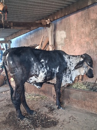 ગાય વેચવાની છે