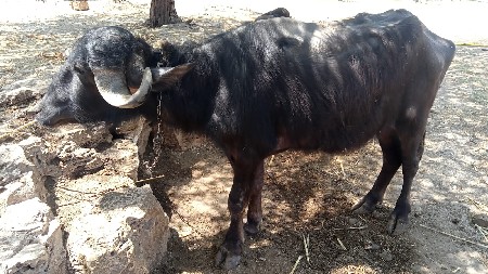 3 જુ વેતર ભેંશ 3 વર્ષની પાડી