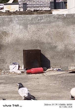 કબૂતર વેચવાના છે