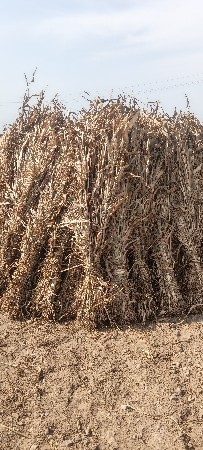 જુવર નિરન