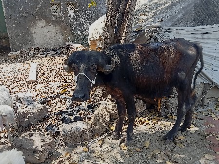 party wear furniture