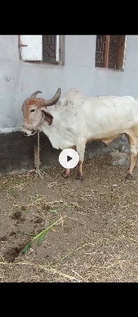1 ધર નો છે ડાબીયાર હાલે