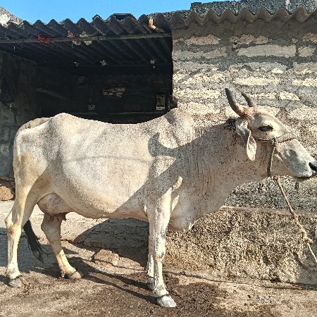 ગાય વેચવાની છે