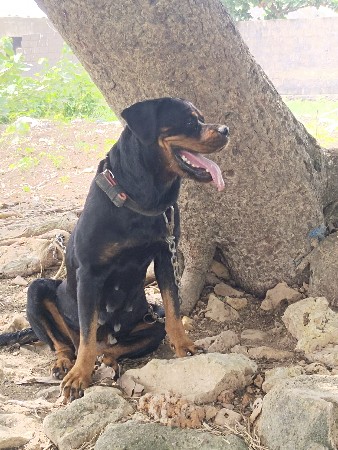 કૂતરો વેચવાનો છે