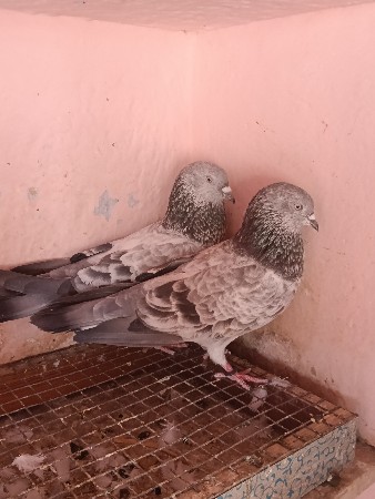 थंबनेल 2