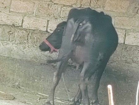 थंबनेल 2