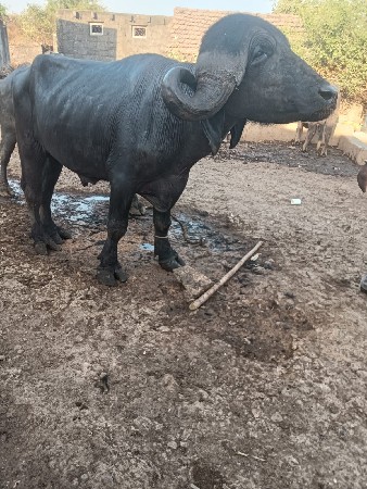 પાડો વેચવાનો છે