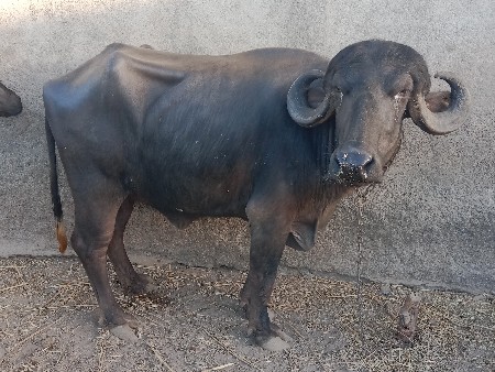ભેંસ વેચવાની છે