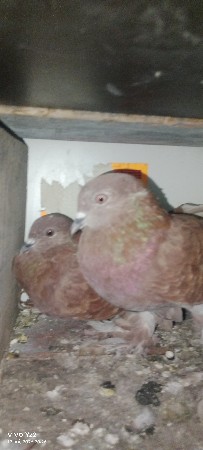 માળીયાહાટીના