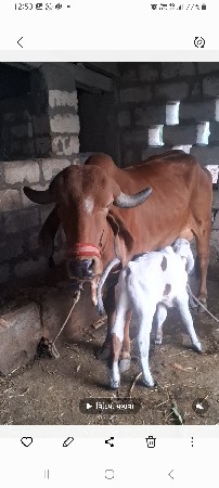 થંબનેલ 2