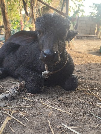 થંબનેલ 3