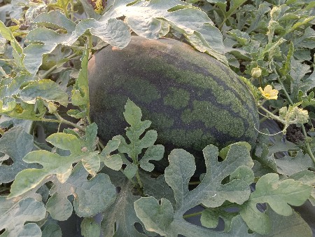 થંબનેલ 3