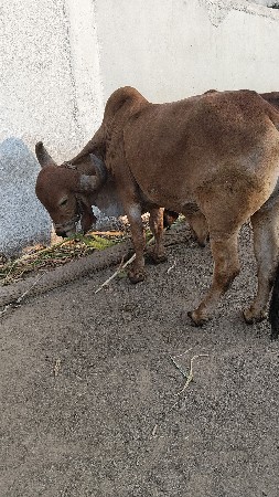 થંબનેલ 6