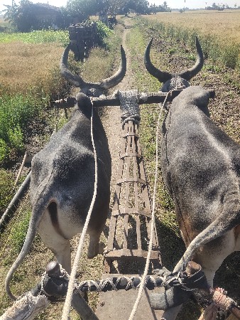 એક વાવણી વાવેલ