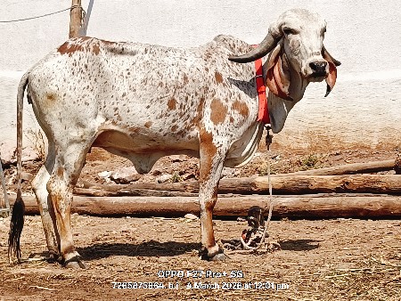 બે ગીર હોડકી વેસવાની સે