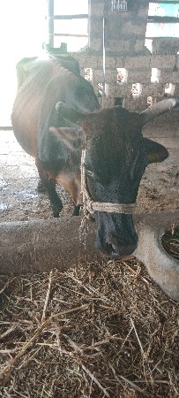 ગાય વેચવાની છે
