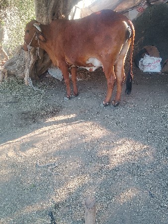 જર્સી ગાયવેશવાનીછે