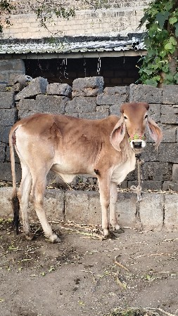 ગાય અને વાછડી