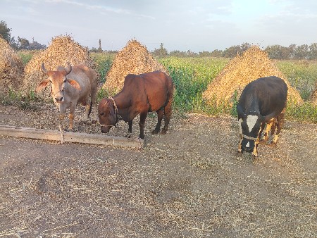 थंबनेल 2