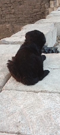 કુતરી  વેચવાની છે