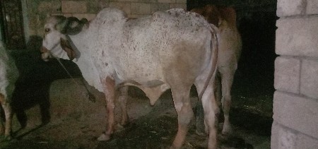 બળદ વેચવાનો છે