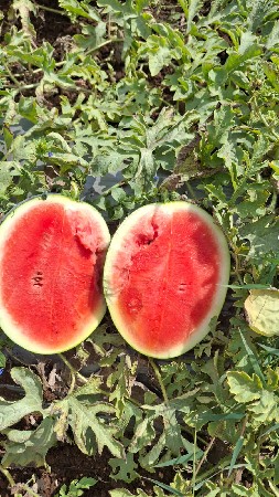 સાડા સવિતા