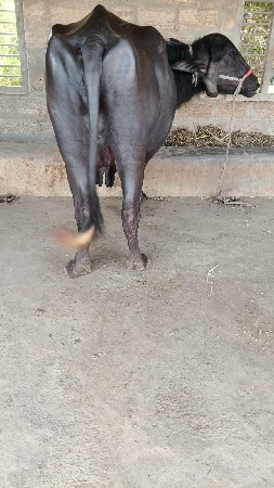 थंबनेल 3