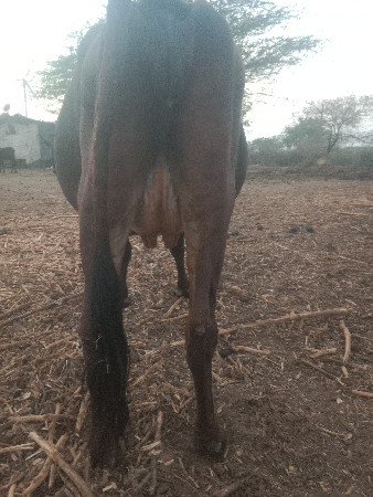 ગાય ઘાભણછે