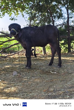 થંબનેલ 3