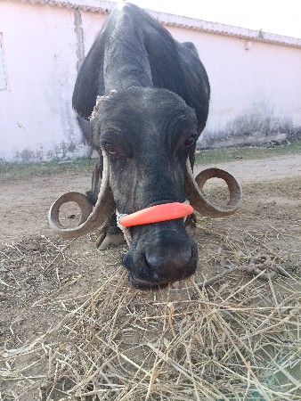 थंबनेल 2