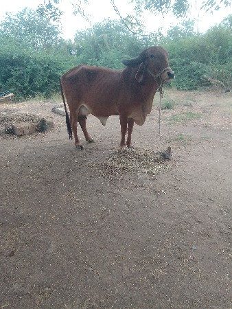 ઞાય વેશવાની છે