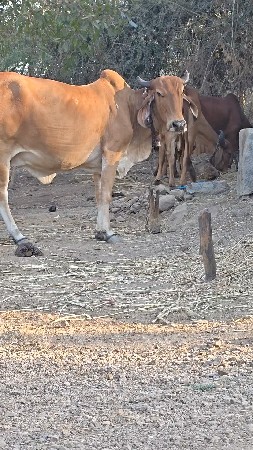 થંબનેલ 2