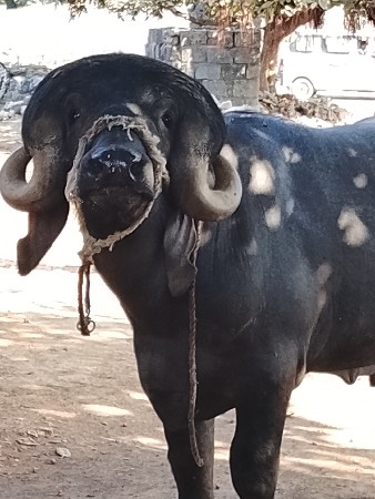 પાડો વેસવાનોછે