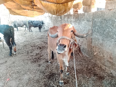 8/10 દિવસ ની કાચી છે