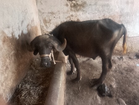 પાડો વેચવાનો છે બે છે પાડા