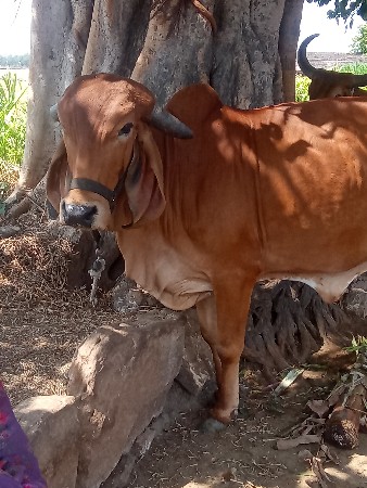 ગીર ગાય મફત દેવાની છે
