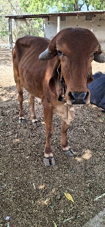 ગીર ઑડકી વેચવાની છે