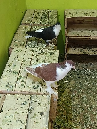 थंबनेल 3