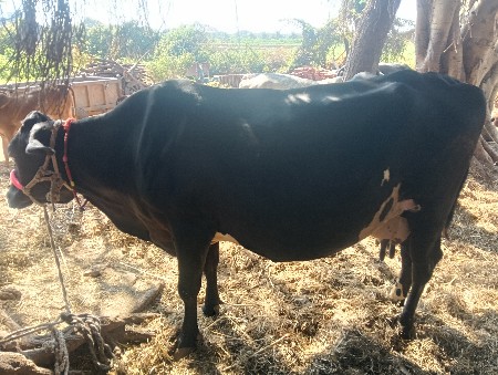 थंबनेल 3