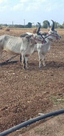 બળદ વેચવાના છે
