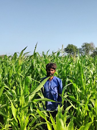 લીલી મકાઈ