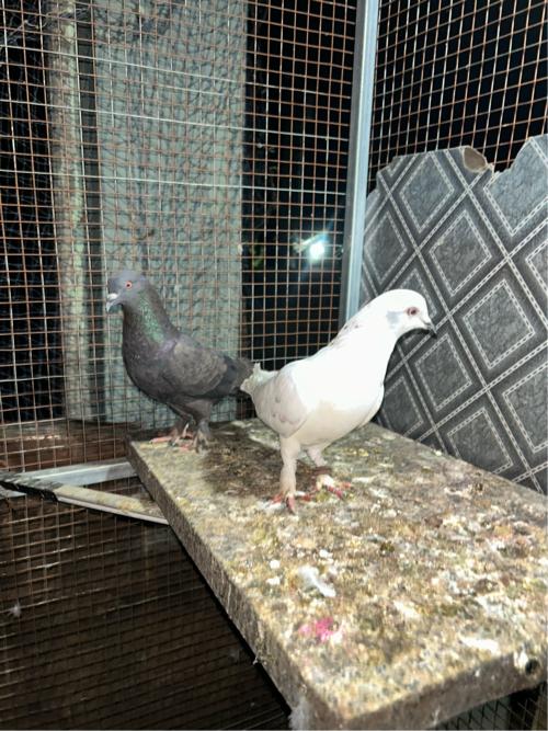 Confirm Jodi only 600