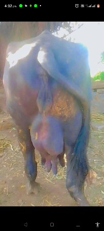 થંબનેલ 3